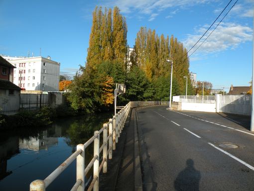  peupliers le long du cours d'eau